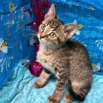 Breezy -  American Shorthair Cat for Adoption in Greenfield, Indiana - Breezy | PetCurious