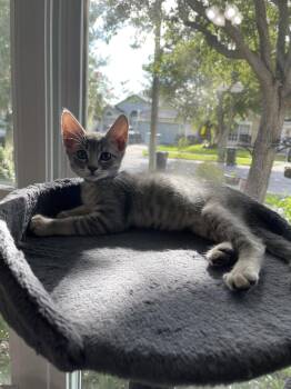 Hanna -  Domestic Short Hair Cat for Adoption in Oviedo, Florida - Hanna | PetCurious