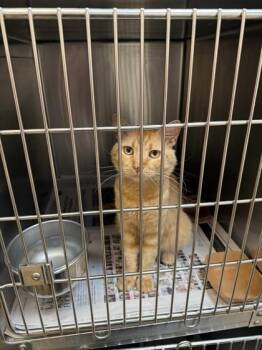 Gumbo -  Domestic Short Hair Cat for Adoption in North Richland Hills, Texas - Gumbo | PetCurious