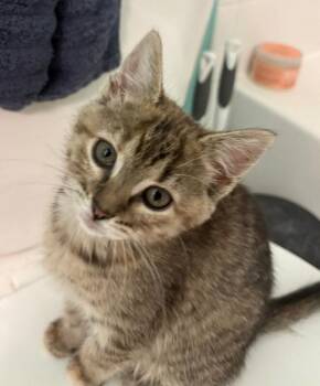 Domestic Short Hair Cats Available for Adoption in Fort Collins, Colorado - Roo | PetCurious