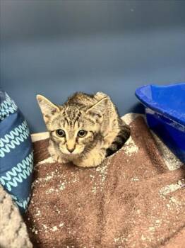 Rescue Domestic Short Hair Cats for Adoption in Tracy, California - BEAN | PetCurious