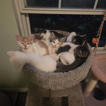 Jinty -  Domestic Short Hair Cat for Adoption in Columbia, Missouri - Jinty | PetCurious