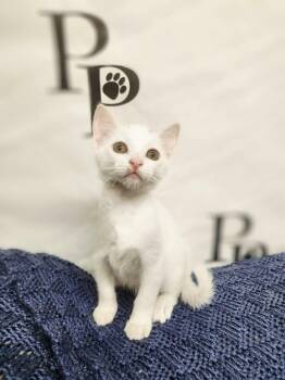 Bashful -  Domestic Short Hair Cat for Adoption in Social Circle, Georgia - Bashful | PetCurious