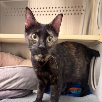 Cat of Many Colors -  Domestic Short Hair Cat for Adoption in Norman, Oklahoma - Cat Of Many Colors | PetCurious