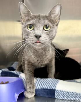 Satine (bonded w/ Obi) -  Domestic Short Hair Cat for Adoption in Oakland, California - Satine (bonded W/ Obi) | PetCurious