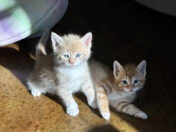 Domestic Short Hair and Tabby Cats Available for Adoption in Emerald Isle, North Carolina - Thomas | PetCurious