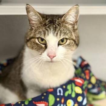 Tabby and Domestic Short Hair Cats Available for Adoption in Red Bluff, California - *Frenchie | PetCurious