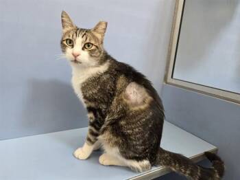Domestic Short Hair Cats Available for Adoption in Martinez, California - MIDAS | PetCurious