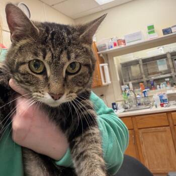 Mary -  Domestic Short Hair Cat for Adoption in Pekin, Illinois - Mary | PetCurious