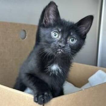 Caterpillar -  Domestic Short Hair Cat for Adoption - Caterpillar | PetCurious