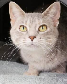 Mirabel -  Domestic Short Hair Cat for Adoption in Fishers, Indiana - Mirabel | PetCurious