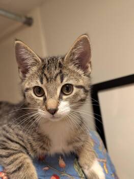 Mirin -  Domestic Short Hair Cat for Adoption in Cincinnati, Ohio - Mirin | PetCurious
