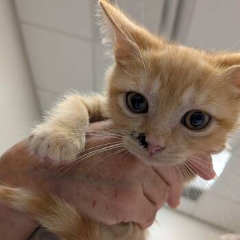 Rescue Domestic Short Hair Cats for Adoption in Chattanooga, Tennessee - Toasty | PetCurious