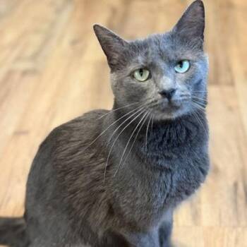 Domestic Short Hair Cats Available for Adoption in Renfrew, Pennsylvania - Church | PetCurious