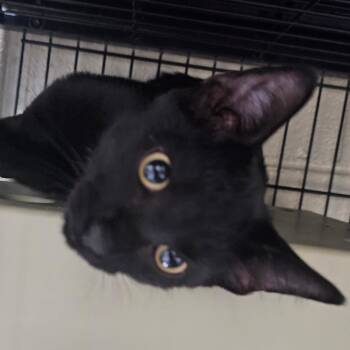 Inky -  Domestic Short Hair Cat for Adoption in Columbus, North Carolina - Inky | PetCurious
