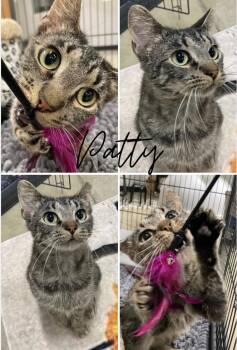Domestic Short Hair Cats Available for Adoption in Pierceton, Indiana - Patty | PetCurious
