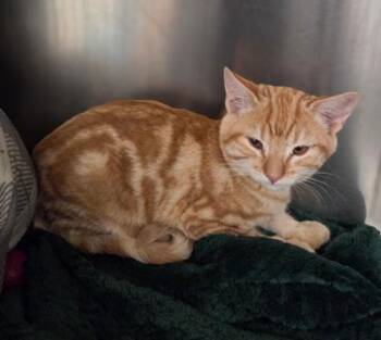 Johnny Stien -  Domestic Short Hair Cat for Adoption in Fresno, California - Johnny Stien | PetCurious
