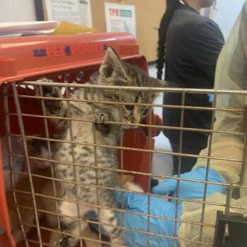 Tuna -  Domestic Short Hair Cat for Adoption in West Palm Beach, Florida - Tuna | PetCurious