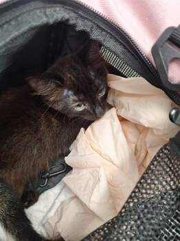 MIDNIGHT -  Domestic Short Hair Cat for Adoption in Fort Lauderdale, Florida - MIDNIGHT | PetCurious
