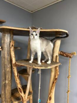 Kitty -  Siamese Cat Available for Adoption in Chisholm, Minnesota - Kitty | PetCurious
