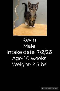 Kevin -  Domestic Short Hair Cat for Adoption in Staffordsville, Kentucky - Kevin | PetCurious
