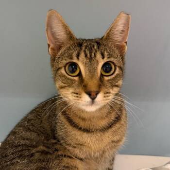 Margot -  Domestic Short Hair Cat for Adoption in Chattanooga, Tennessee - Margot | PetCurious