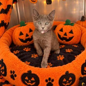 Toffee -  Domestic Short Hair Cat for Adoption in Long Beach, California - Toffee | PetCurious