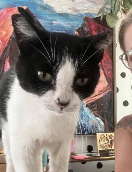 Mabel -  Domestic Medium Hair and Domestic Short Hair Cat for Adoption in Houston, Texas - Mabel | PetCurious