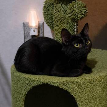 Domestic Short Hair Cats Available for Adoption in San Tan Valley, Arizona - Nikki | PetCurious