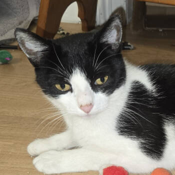 Rescue Domestic Short Hair Cats for Adoption in Woodstock, Ontario - Annabelle | PetCurious