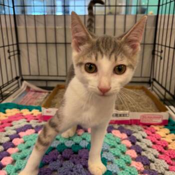 Oregano -  Domestic Short Hair Cat for Adoption in Inwood, West Virginia - Oregano | PetCurious