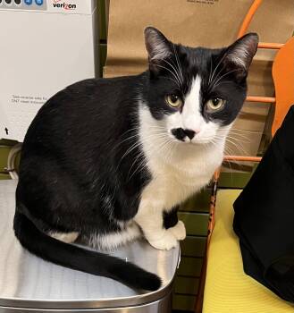 Max -  Domestic Short Hair Cat Available for Adoption in Blasdell, New York - Max | PetCurious