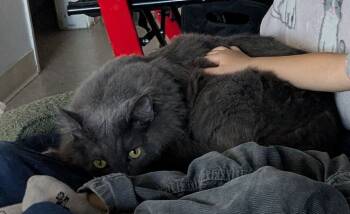 Rescue Domestic Medium Hair Cats for Adoption in Tucson, Arizona - Harry | PetCurious