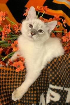 5/24/26 Benedict -  Domestic Medium Hair Cat for Adoption in Stillwater, Oklahoma - 5/24/26 Benedict | PetCurious