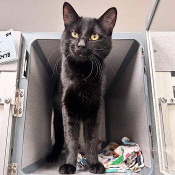 Neptune -  Domestic Short Hair Cat for Adoption in Waterloo, Iowa - Neptune | PetCurious