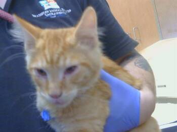 BELLAGIO -  Domestic Short Hair Cat for Adoption in Sacramento, California - BELLAGIO | PetCurious