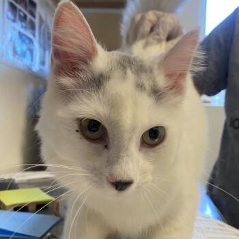 Parsnip -  Domestic Medium Hair Cat for Adoption in Rifle, Colorado - Parsnip | PetCurious