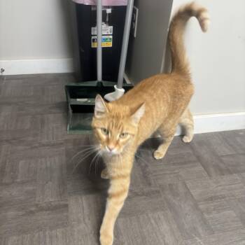 Camo -  Domestic Short Hair Cat for Adoption in Rogersville, Tennessee - Camo | PetCurious