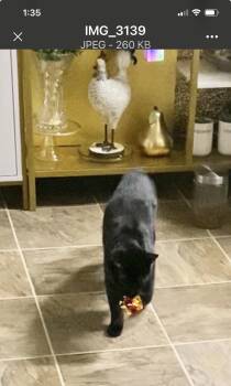 Domestic Short Hair Cats Available for Adoption in Herndon, Virginia - Costa & Serafina (BONDED) | PetCurious