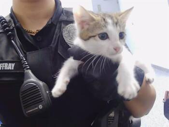 A1265802 -  Domestic Short Hair Cat for Adoption in Charlotte, North Carolina - A1265802 | PetCurious
