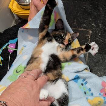 Cali Cheese -  Domestic Short Hair Cat for Adoption in Wheeling, Illinois - Cali Cheese | PetCurious
