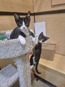 Meany -  Domestic Short Hair Cat for Adoption in Rowlett, Texas - Meany | PetCurious