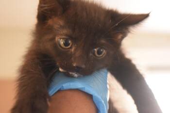 Etta (L589 K3) -  Domestic Medium Hair Cat for Adoption in Pahrump, Nevada - Etta (L589 K3) | PetCurious