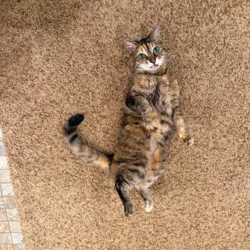 Aisle -  Domestic Short Hair Cat for Adoption in Gainesville, Florida - Aisle | PetCurious