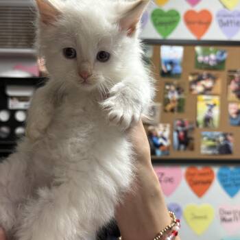 Domestic Short Hair Cats Available for Adoption in Columbia, South Carolina - Thanos And Venom (bonded) | PetCurious