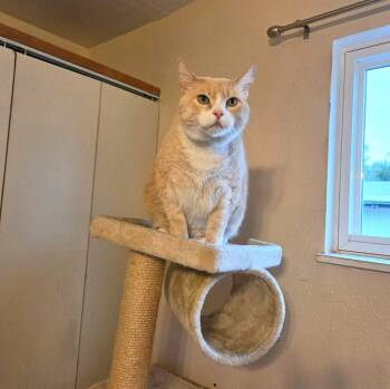Rosie -  Domestic Medium Hair Cat for Adoption in Millcreek, Utah - Rosie | PetCurious
