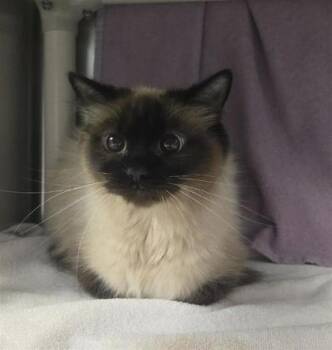 Domestic Medium Hair and Domestic Short Hair Cats Available for Adoption in Montreal, Quebec - Shkodra | PetCurious