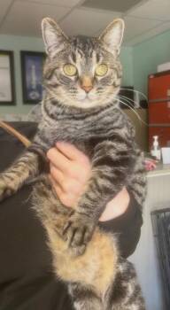 Hera -  Domestic Short Hair Cat for Adoption in Pendleton, Oregon - Hera | PetCurious