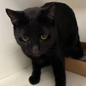 Rescue Domestic Short Hair Cats for Adoption in Jeffersonville, Indiana - Rachel | PetCurious