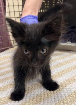 Casper -  Domestic Long Hair and Domestic Short Hair Cat for Adoption in Fishers, Indiana - Casper | PetCurious